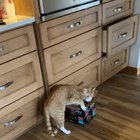 If he fits he sits