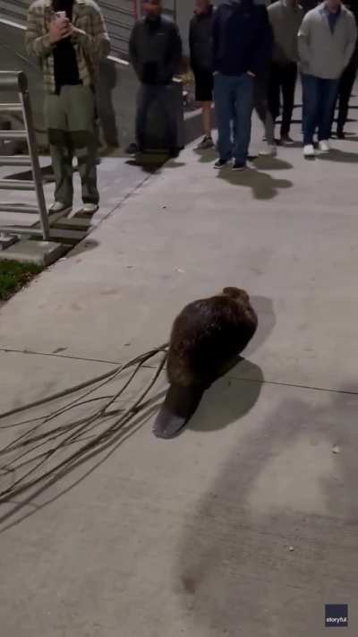 ? Beaver dragging a branch back to the river while an audience cheers him on