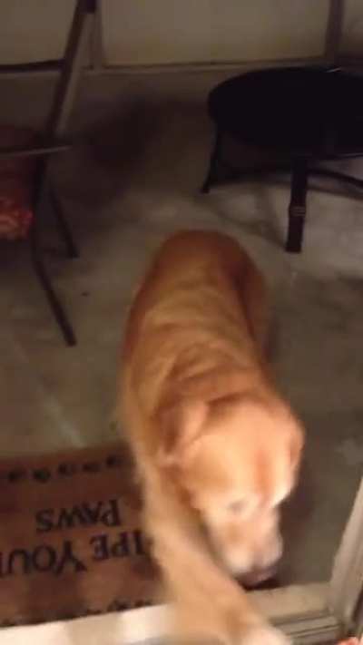 Dog doesn’t trust an absent door