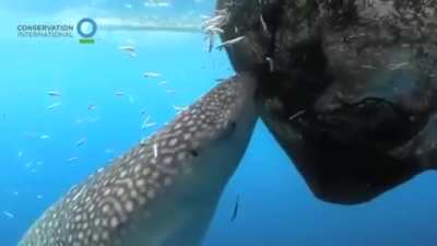 ? Whale Shark Sucks Fish Out Of Hole In Fishing Net