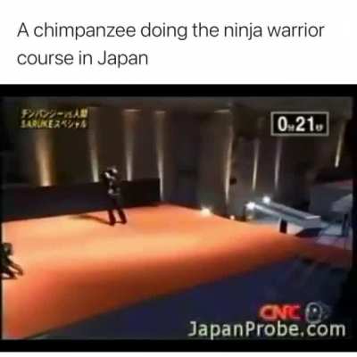 Chimpanzee on ninja warrior Japan