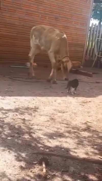 Davit Cat & Cow Giant