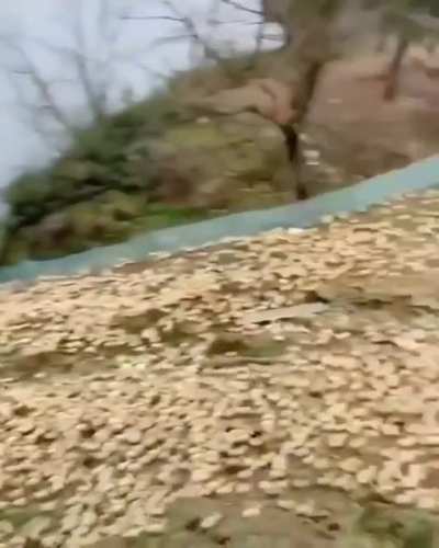 ? Release the Quacken. Absolutely massive duckling swarm in Asia.