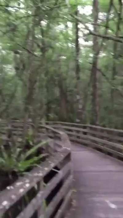 A nice stroll in a swamp. What could go wrong?
