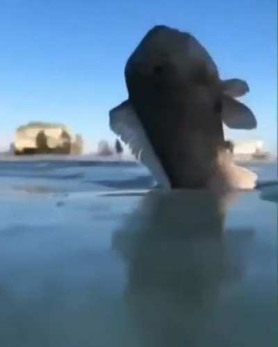 Frozen fish ?