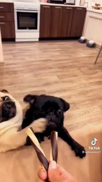 Gotta fight for the snicky snacks ?