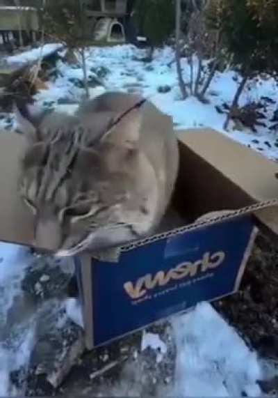 Even wild cats can't resist the call of the box.