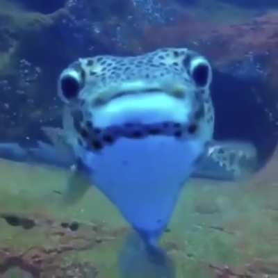 ? A diver filming sleeping sharks gets a curious visitor ?