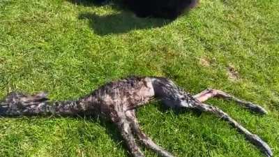 ? Newborn Alpaca ?