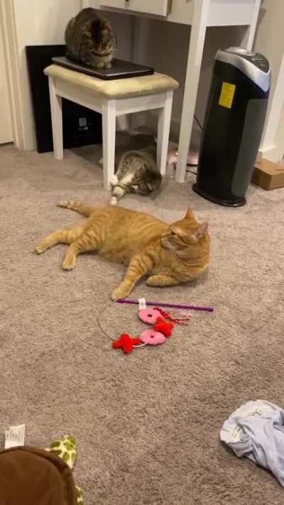 Tails are toys