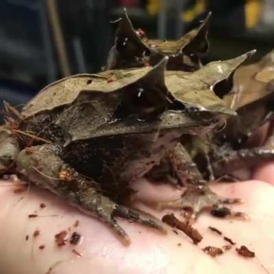 ? Malayan Leaf Frogs