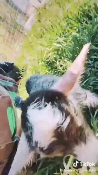you guys loved when i posted goats last time, so have some more newborn goats