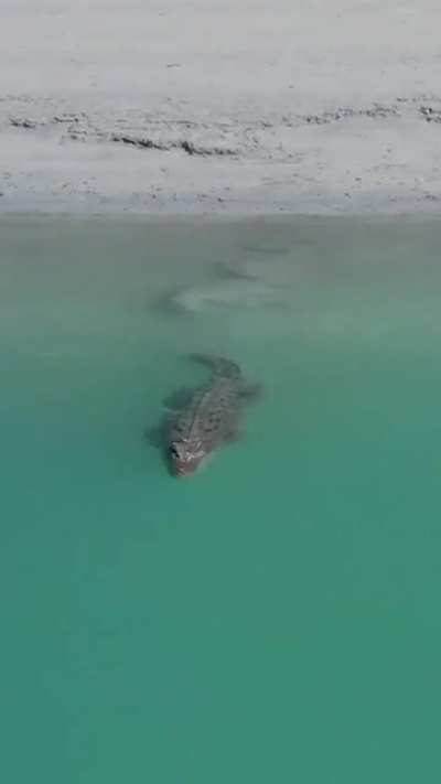 ? Full-grown crocodile vanishes into the water