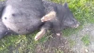 These pigs ate fermented corn and are passed out drunk... wait for it! ??