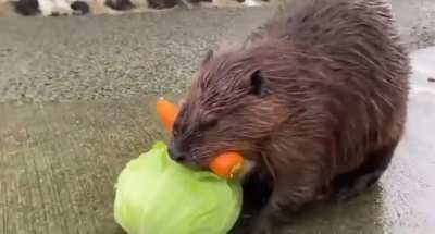Little cute beaver is doing a hard carry work?