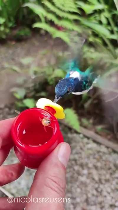 ? The nature sounds while feeding hummingbirds and bees