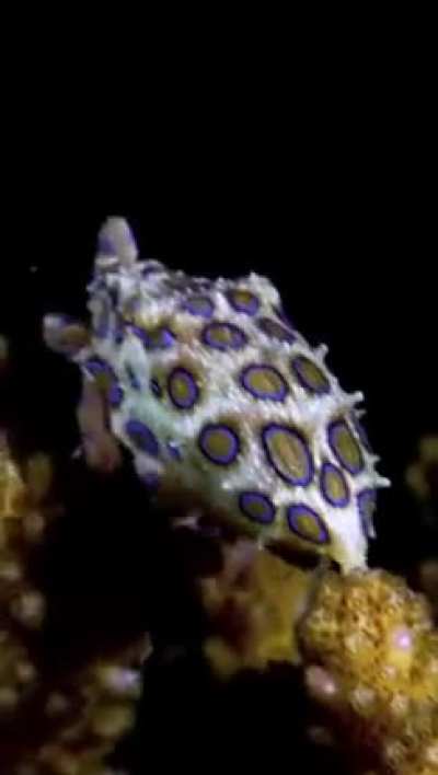 ?The blue-ringed octopus is a highly venomous species