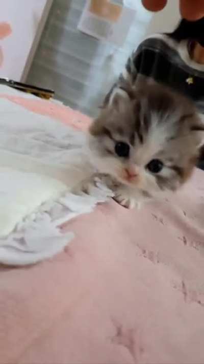 Criminal fails to run away