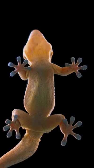 ? Gecko Toes