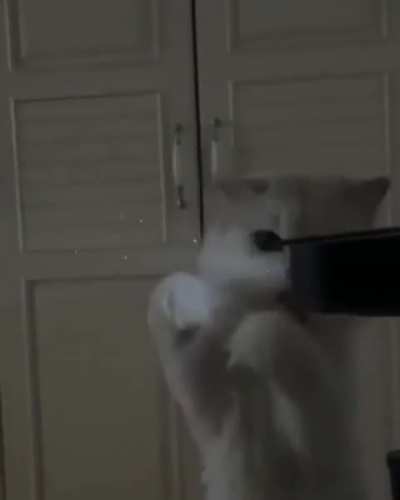 To eat the light