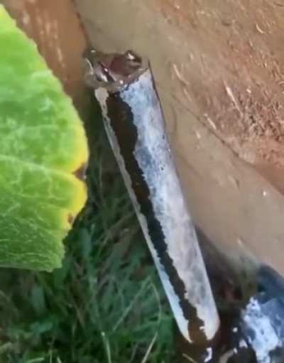 Something in the water