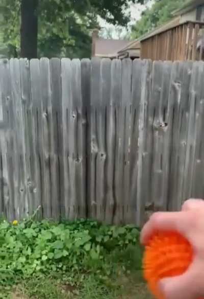 Dream Neighbour