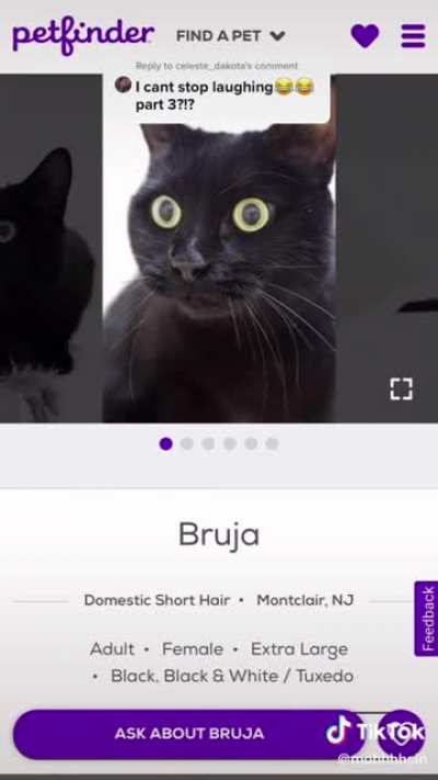 Who was in charge of naming these cats??