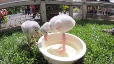 ? Baby Flamingos are covered in white down and have straight bills.