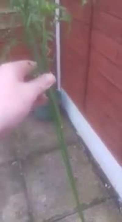 Prize carrot I've been resisting pulling up for weeks