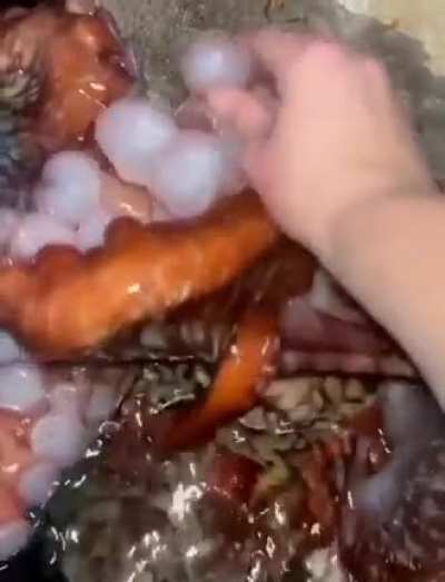 ? Tickling an octopus