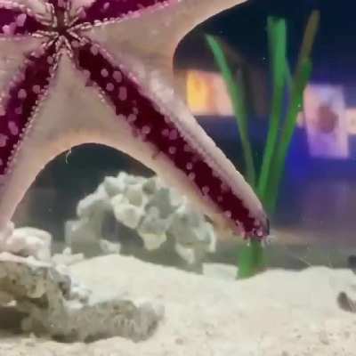 ? Moving Starfish ?