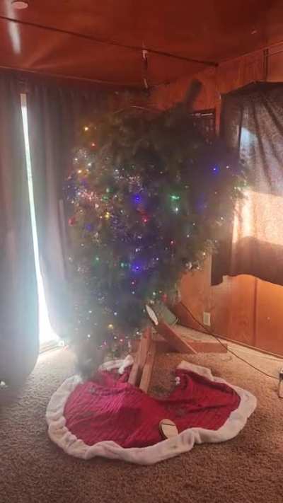 My tree is always "different"