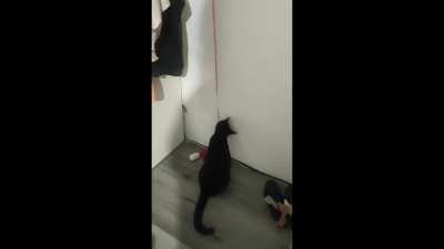 Self-startles are the best-startles