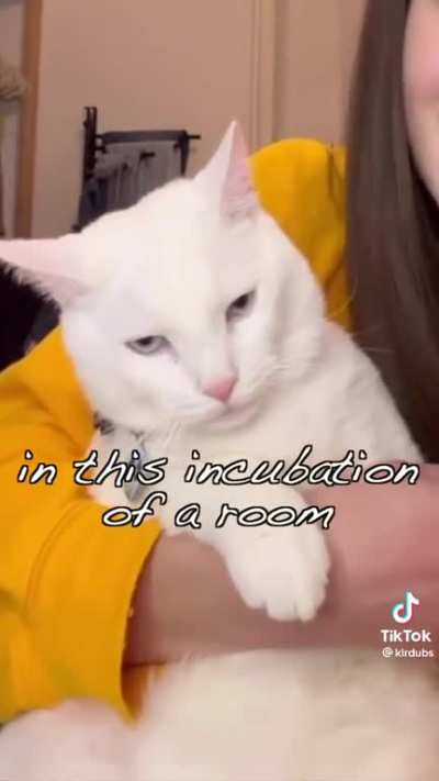 The silent cry of a hostage cat