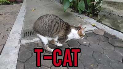 T-Cat
