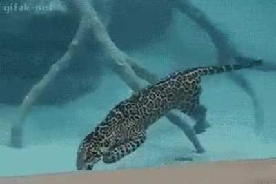 ? The Jaguar is one of the few members of the cat family who can hunt well not only on the ground, but also under water.
