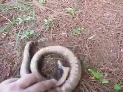 ? A hognose putting on an Oscar-worthy performance ?