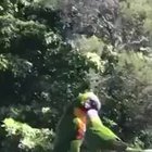 Birb Zoomies
