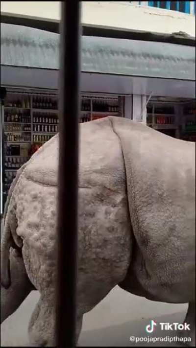 ? Rhino in the town