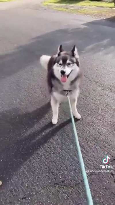 When you have not one, but two stubborn huskies