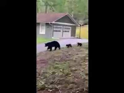 In case you didn't see, there are bears.