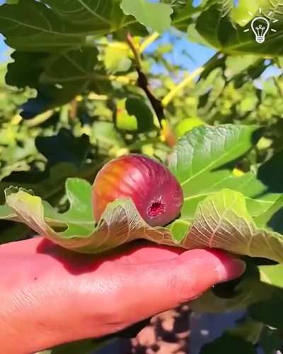 This place is a fruit heaven??????