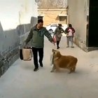 Be proud of me Hooman ?