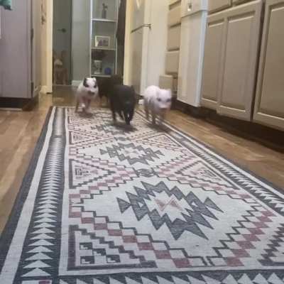 A herd of stampeding pigs in the house