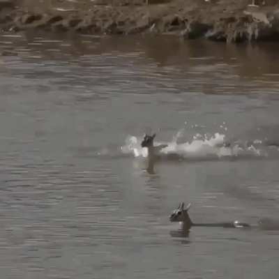 ? Gazelle tries to out swim croc