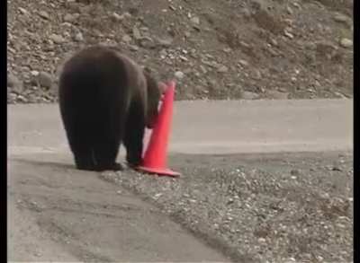 ?? Bear helping make the world a bit better