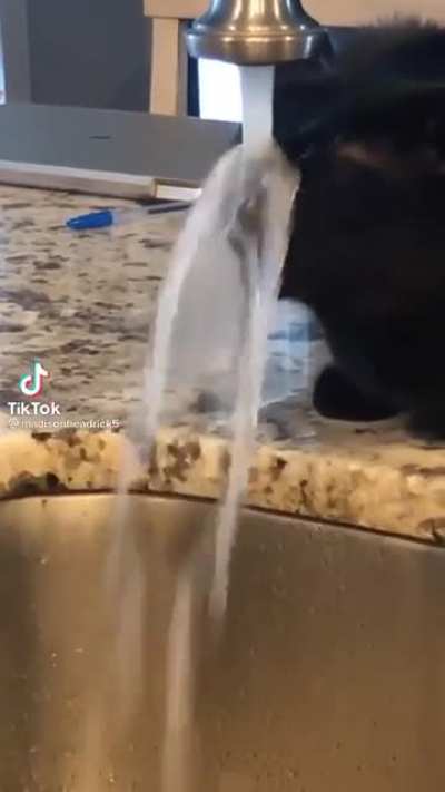 I think this cat needs some help