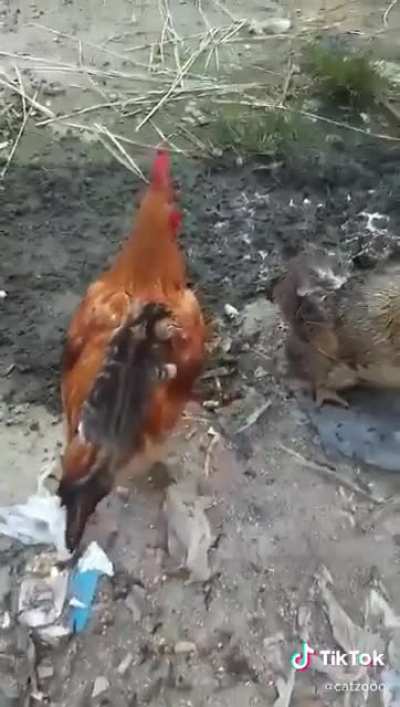 Uber rooster