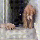 Puppy's mind = fucking blown at mama doggo's ability to traverse stairs