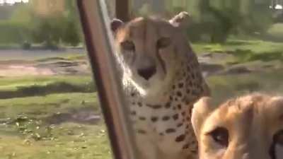 Cheetahs Meowing Like House Cats ?